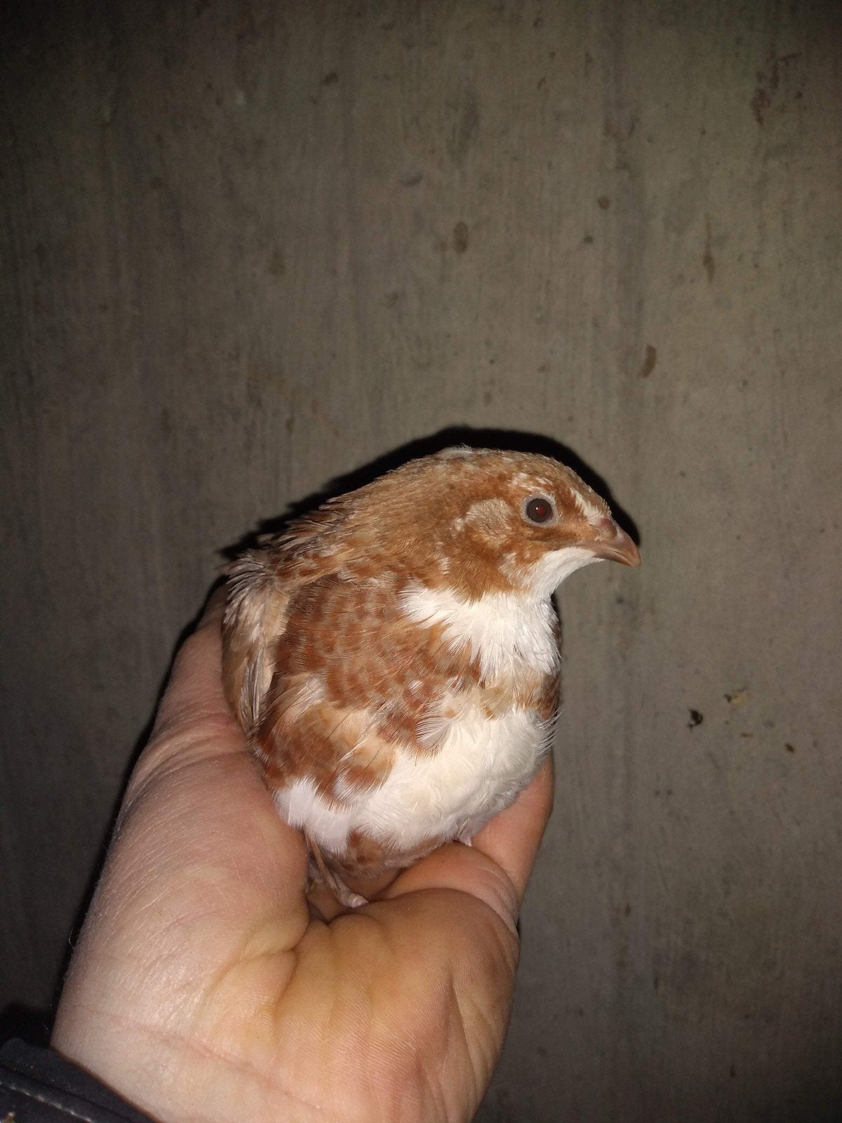 Japanse kwartel (grote soort) goede leggers en hand tam, Dieren en Toebehoren, Meerdere dieren, Overige soorten