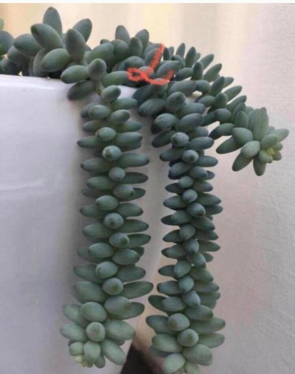 Sedum Morganianum Burrito baby’s of lange Ezelstaartje, Ophalen, Vetplant, Halfschaduw, Minder dan 100 cm