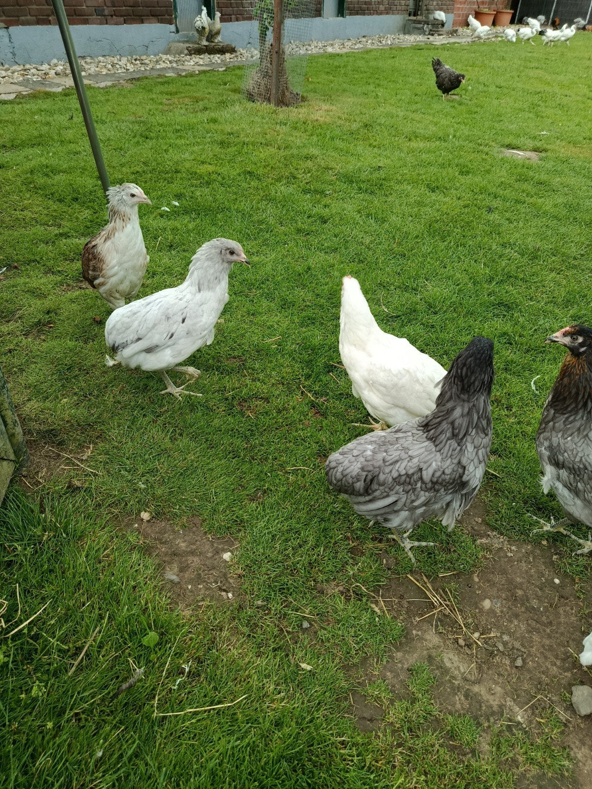 Araucana kippen te koop, Meerdere dieren, Kip