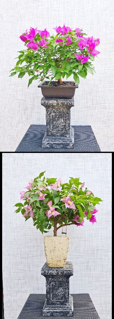 2 Bonsai Paarse Bougainvillea- Papierbloem- Bloeiend., In pot, Halfschaduw, Lente, Minder dan 100 cm