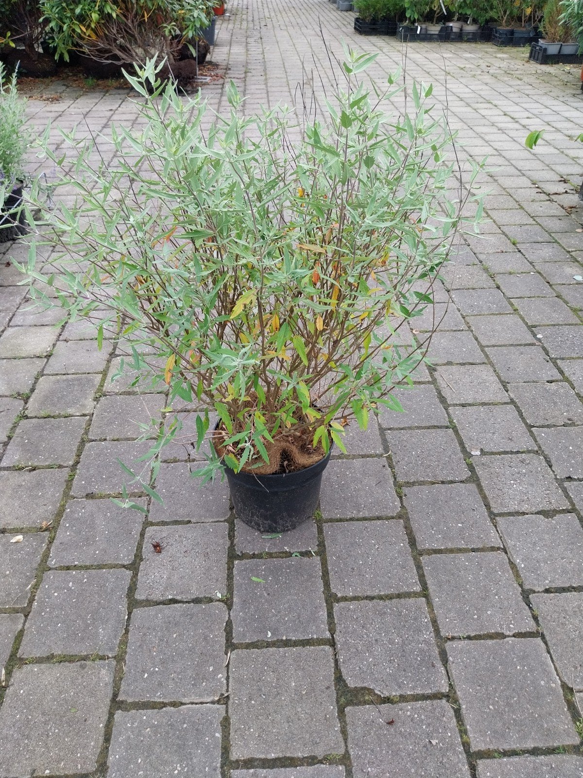 Caryopteris Heavenly Blue - Blauwe Spirea, Ophalen, Overige soorten, Volle zon