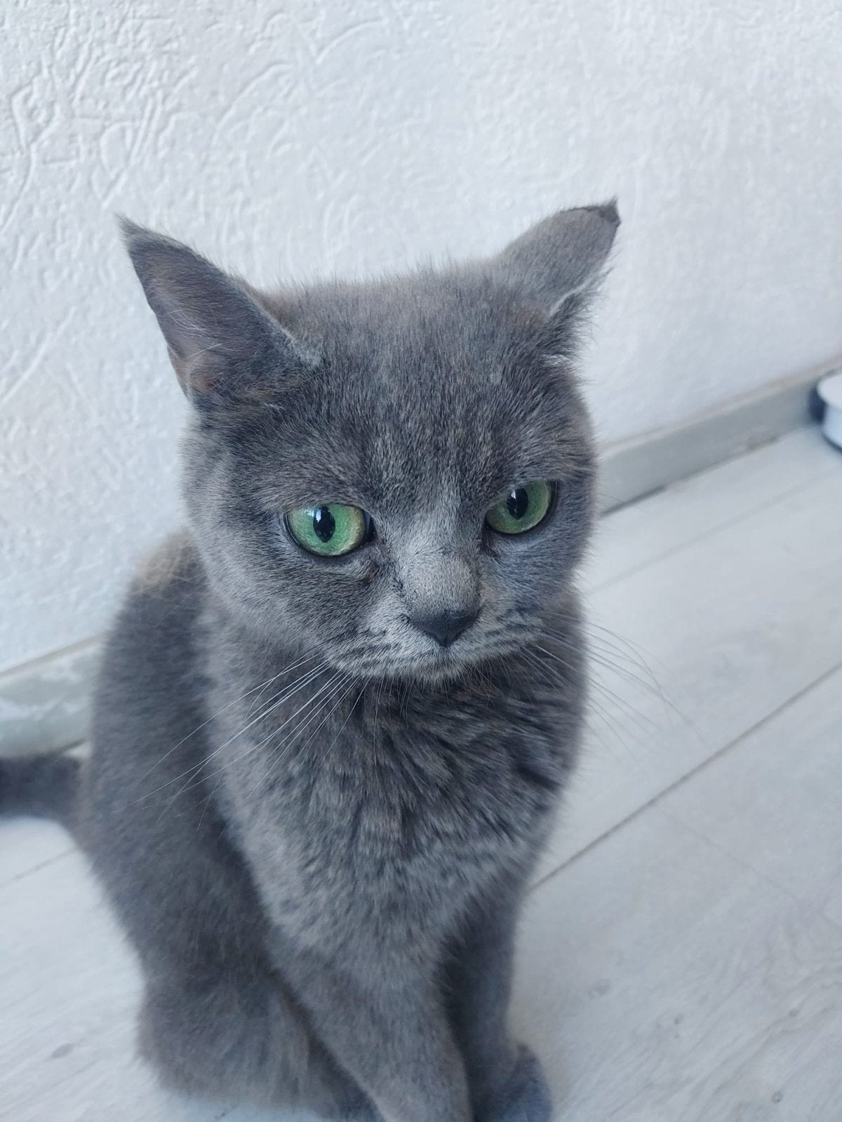 Britisch kort haar poes groene oogjes, Dieren en Toebehoren