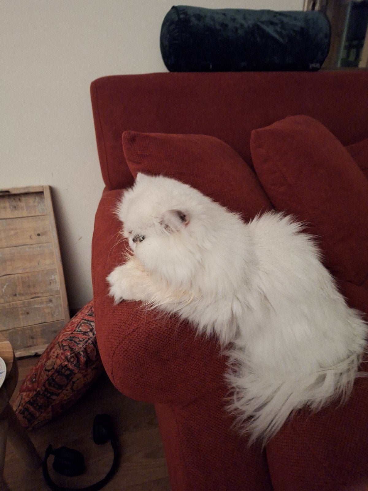 Lieve Perzische poes, Dieren en Toebehoren, Poes, 6 jaar of ouder