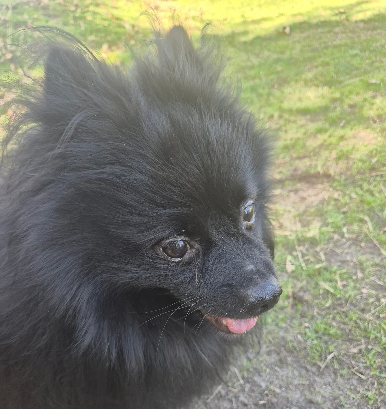 * Lieve Pomeriaan Rocky zoekt rustig, liefdevol thuis, Parvo, Eén hond, 3 tot 5 jaar, Nederland