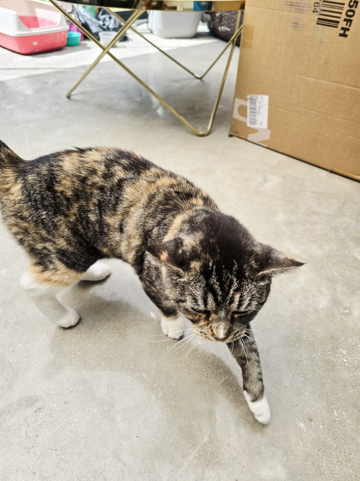 Ter adoptie Poes (gestereliseerd) incl passport vaccinatie, Kater