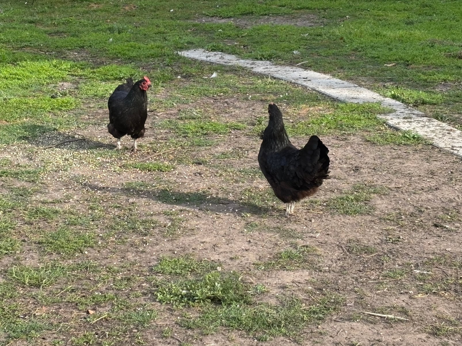 2 australorp kippen, Dieren en Toebehoren, Vrouwelijk, Kip