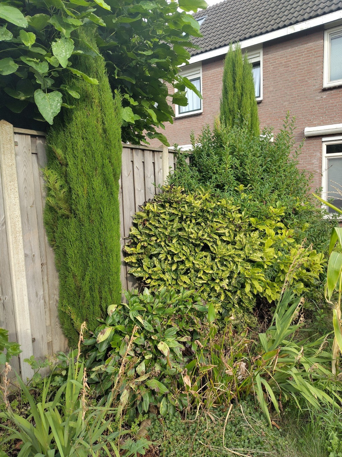 2x Italiaanse Cipres (v.a. 15 per boom), Ophalen, Volle zon, Overige soorten