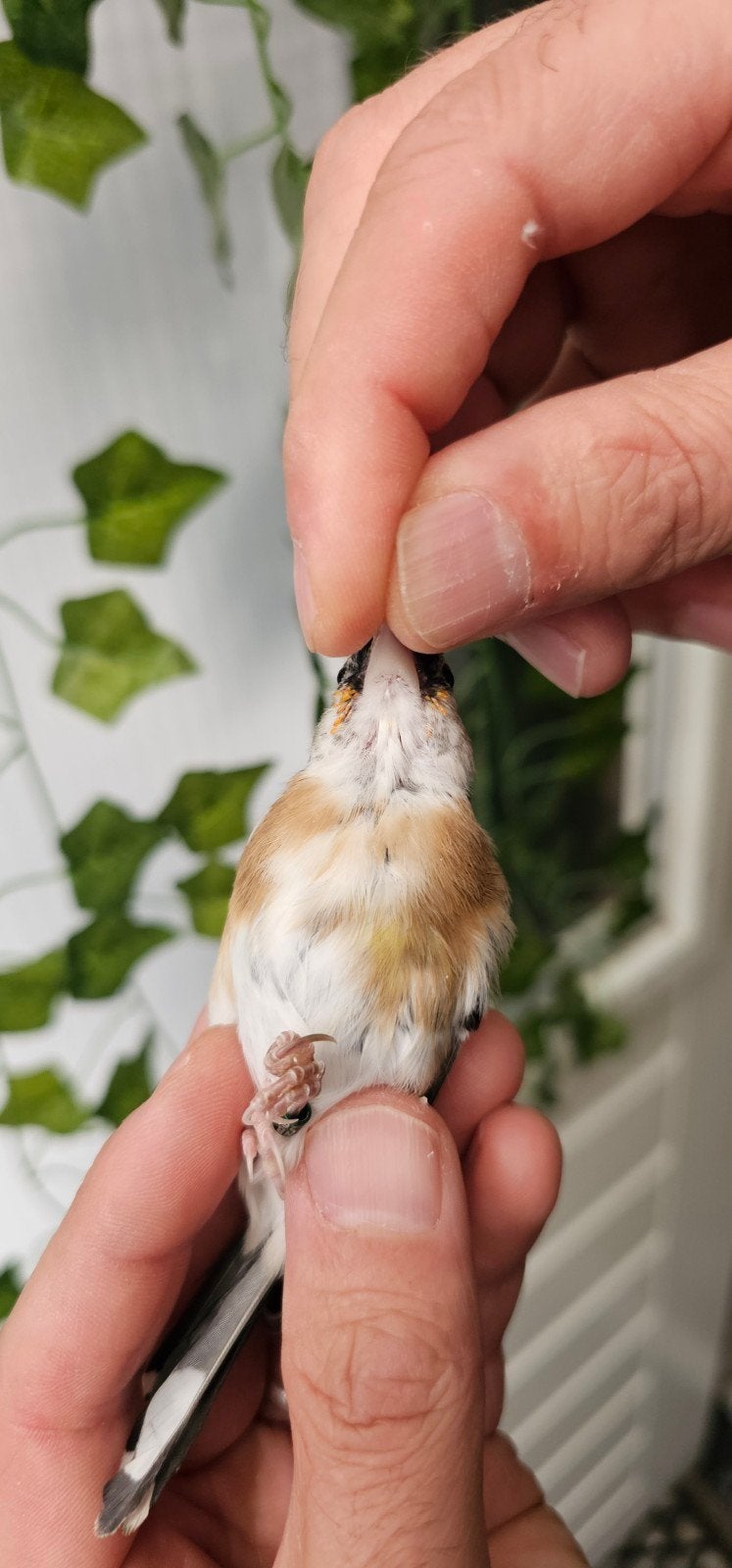 parva mooie gezonde Vogels van 2026