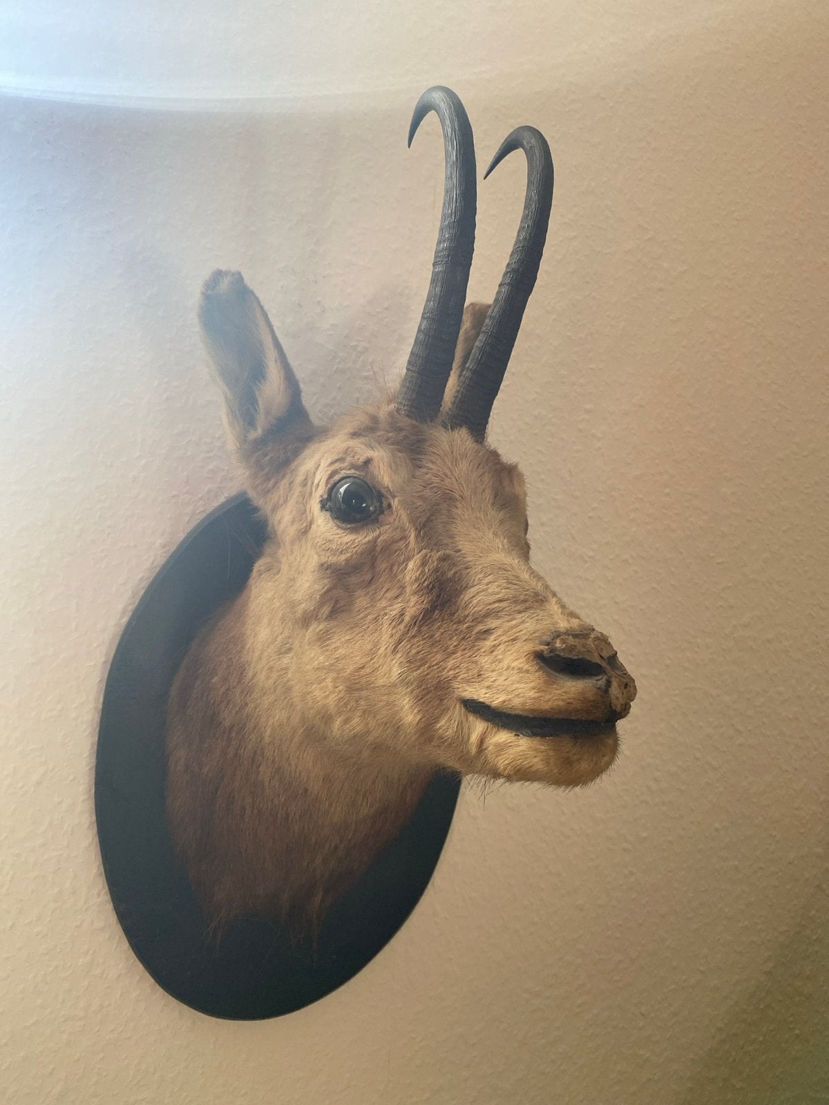 Opgezette Gemsbok Kop - Uniek Decoratiestuk, Verzenden, Gebruikt, Wild dier, Gewei of Kop
