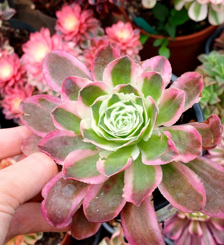 Aeonium lace rose, Ophalen of Verzenden, Halfschaduw, Minder dan 100 cm