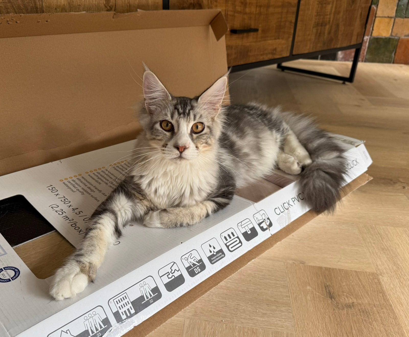 maine coon katertje, Kater, Gechipt, 0 tot 2 jaar