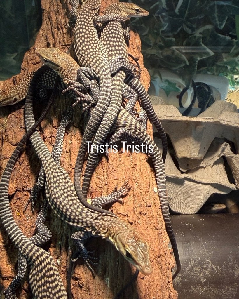 Varanus tristis tristis