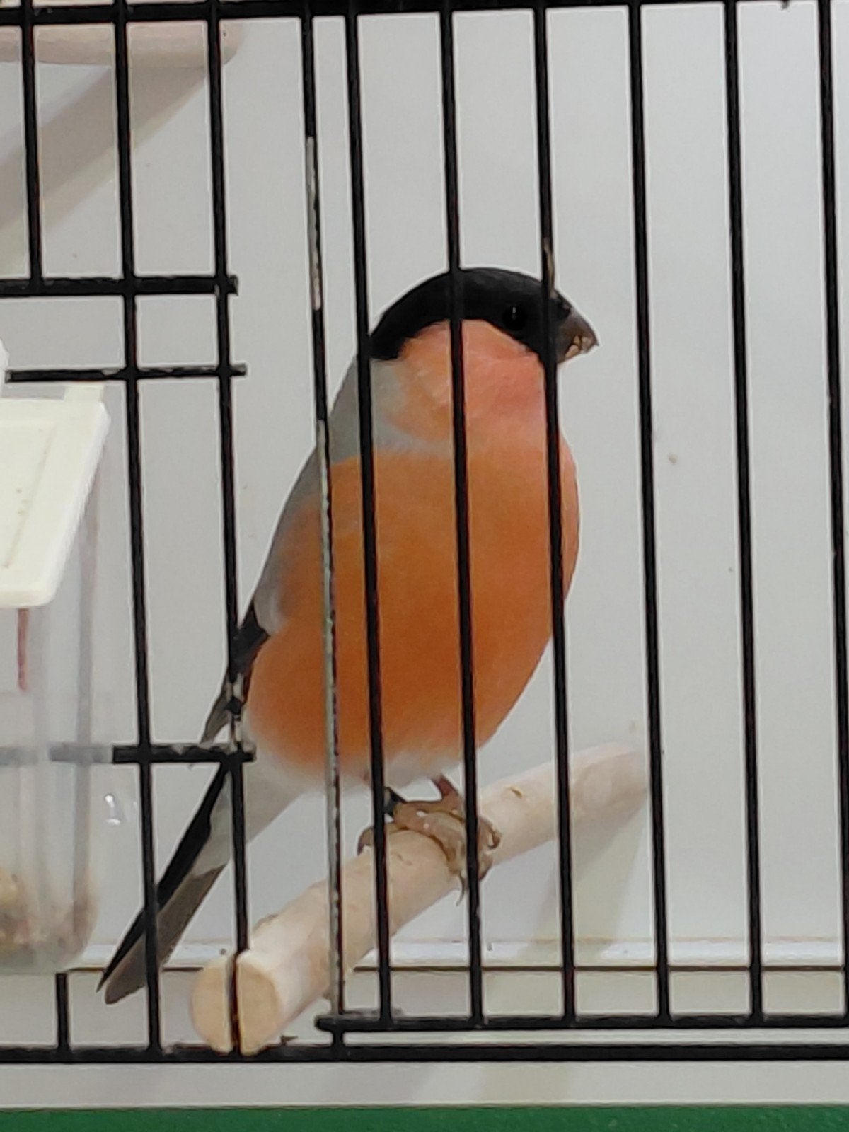goudvink man., Mannelijk, Wildzangvogel
