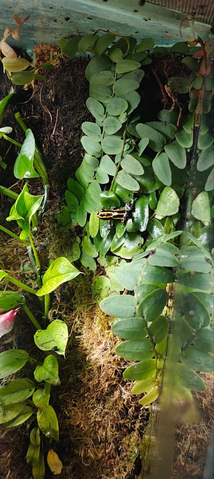 Ranitomeya amazonica french guana nakweek, Dieren en Toebehoren, Reptielen en Amfibieën, Amfibie, 0 tot 2 jaar