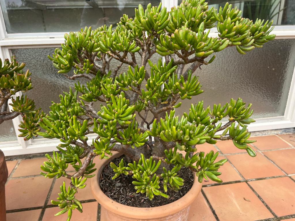 Crassula hobbit, Volle zon, Vaste plant, Bloeit niet, Ophalen
