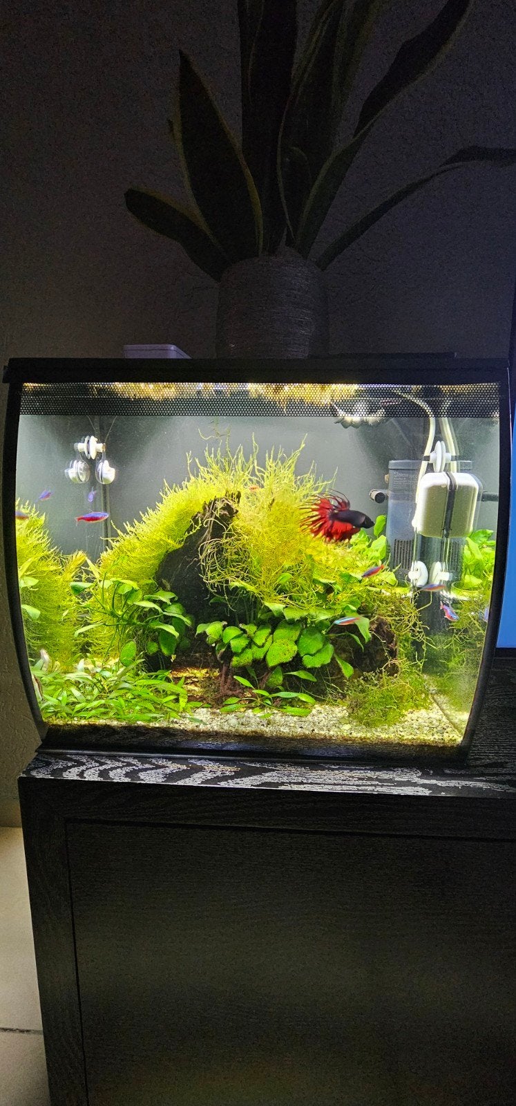 Fluval smart 57L aquarium, Dieren en Toebehoren, Vissen | Aquaria en Toebehoren, Zo goed als nieuw, Gevuld zoetwateraquarium, App-bediening