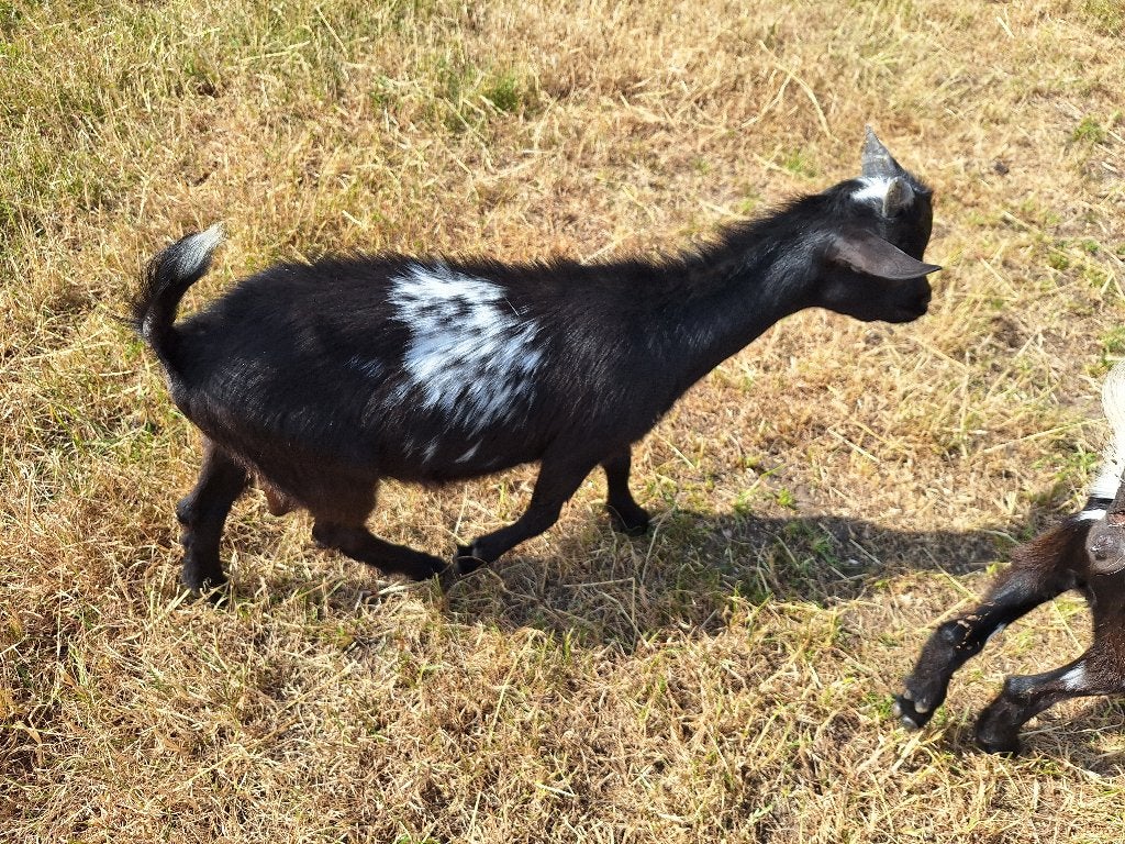 Dwerggeit bok, Dieren en Toebehoren, Mannelijk, Geit, 0 tot 2 jaar