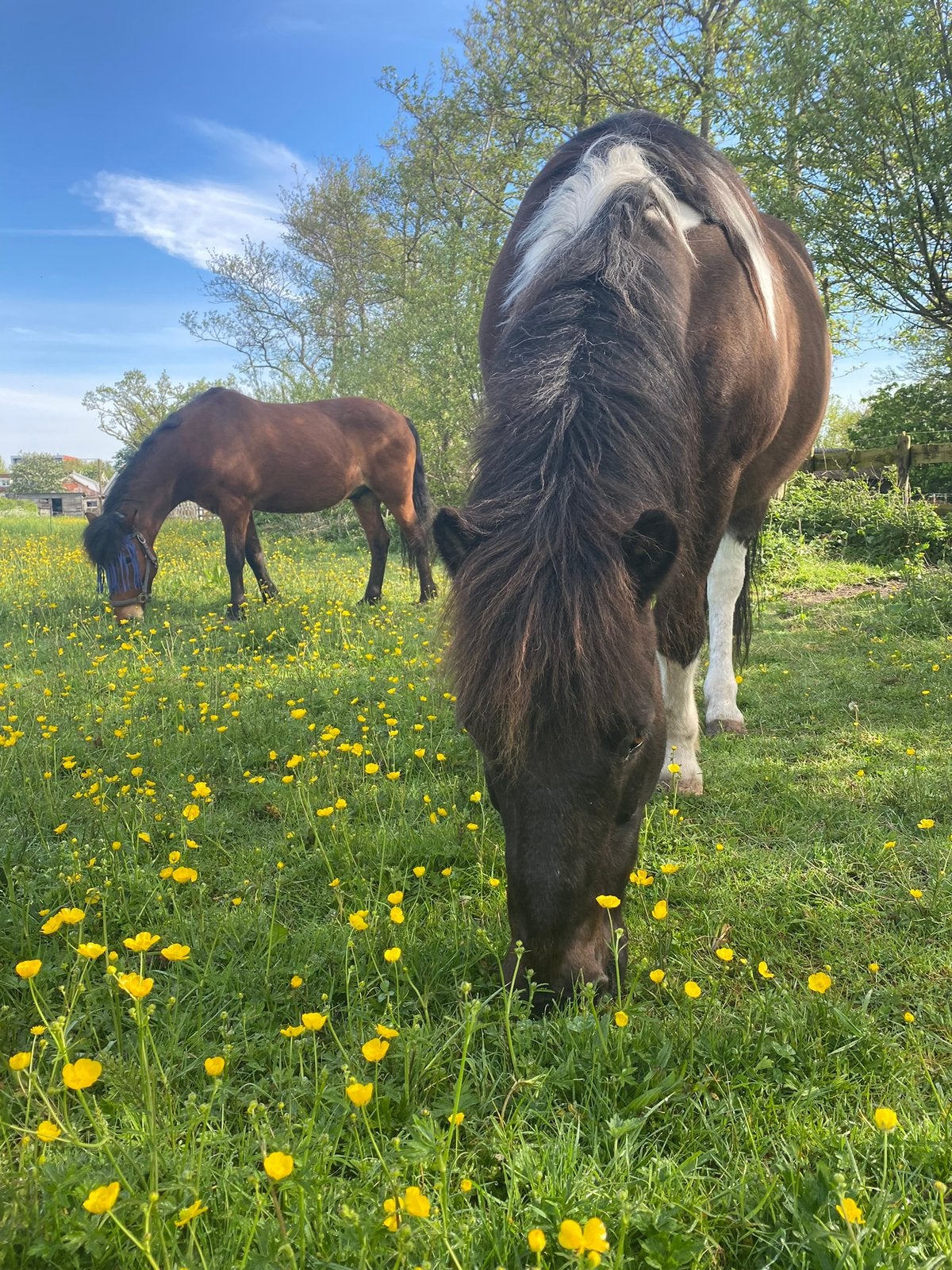 Weidegang met schuilstal omgeving Castricum, Weidegang, 1 paard of pony