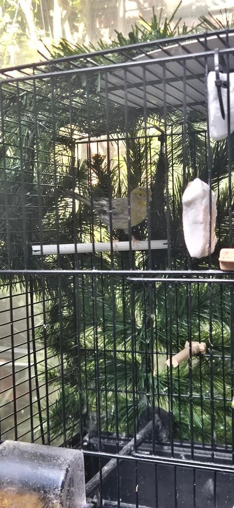 Bastaart putter man geringd met kooi, Dieren en Toebehoren, Mannelijk, Wildzangvogel, Tam