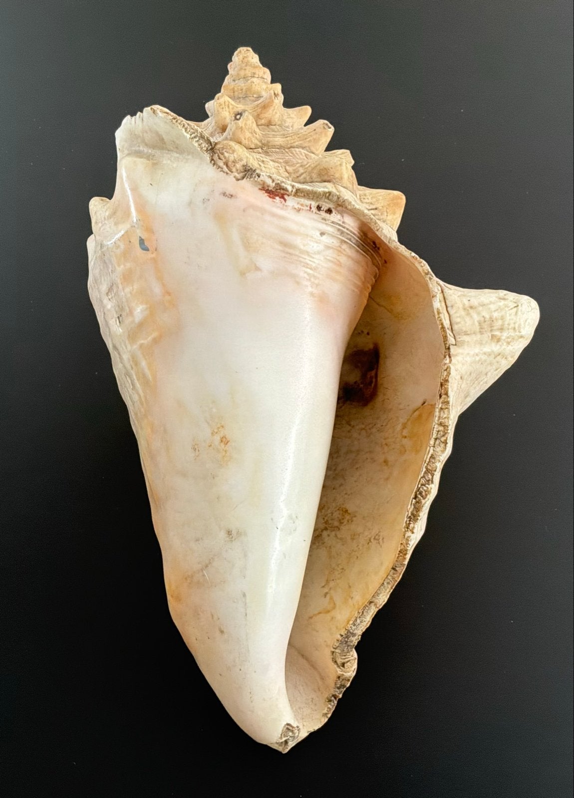 Grote natuurlijke zeeslak (conch?) schelp 28/17cm, Verzamelen, Ophalen of Verzenden