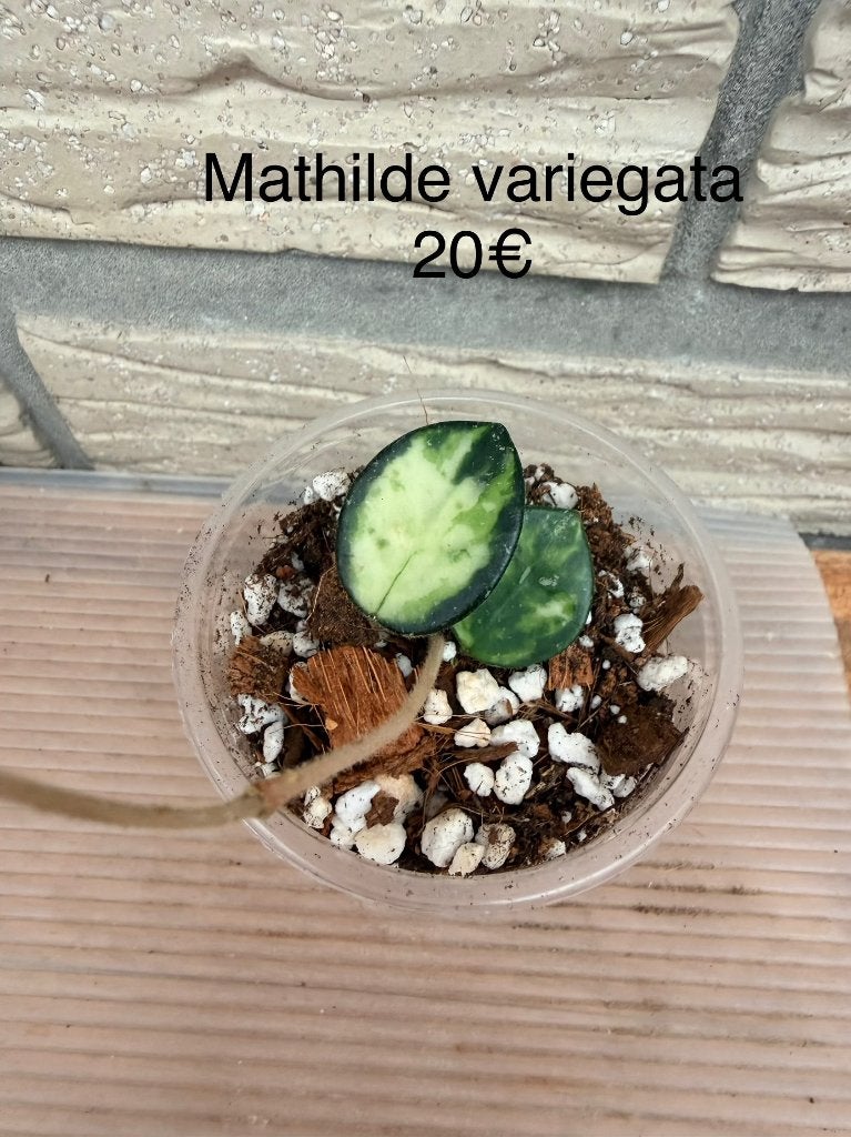 Hoya Mathilde variegata, Huis en Inrichting, Verzenden, Halfschaduw, Minder dan 100 cm