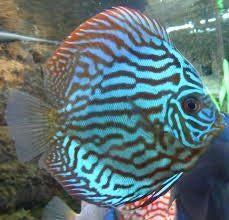 Brilliant Turquise Discus – ca. 8 cm - Koidream Valburg, Vis, Zoetwatervis