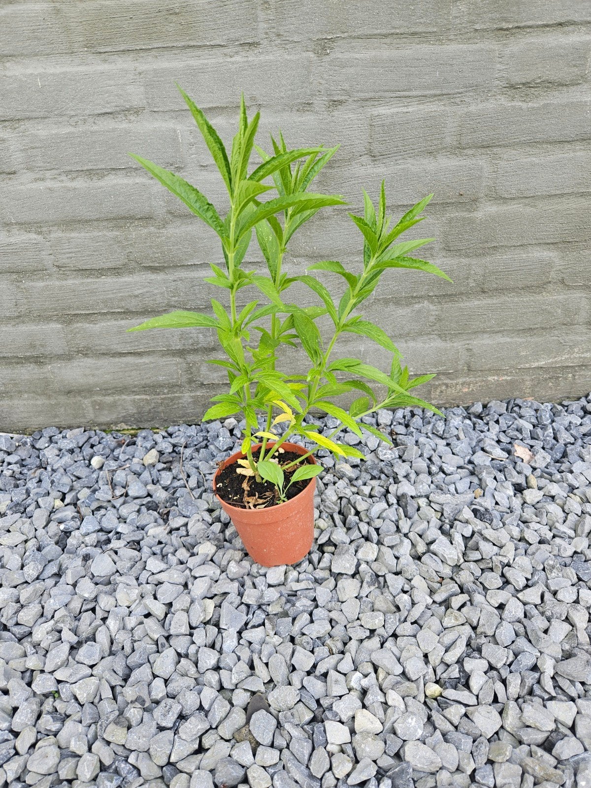 wilde Dragga, Ophalen, Eenjarig, Overige soorten, Volle zon