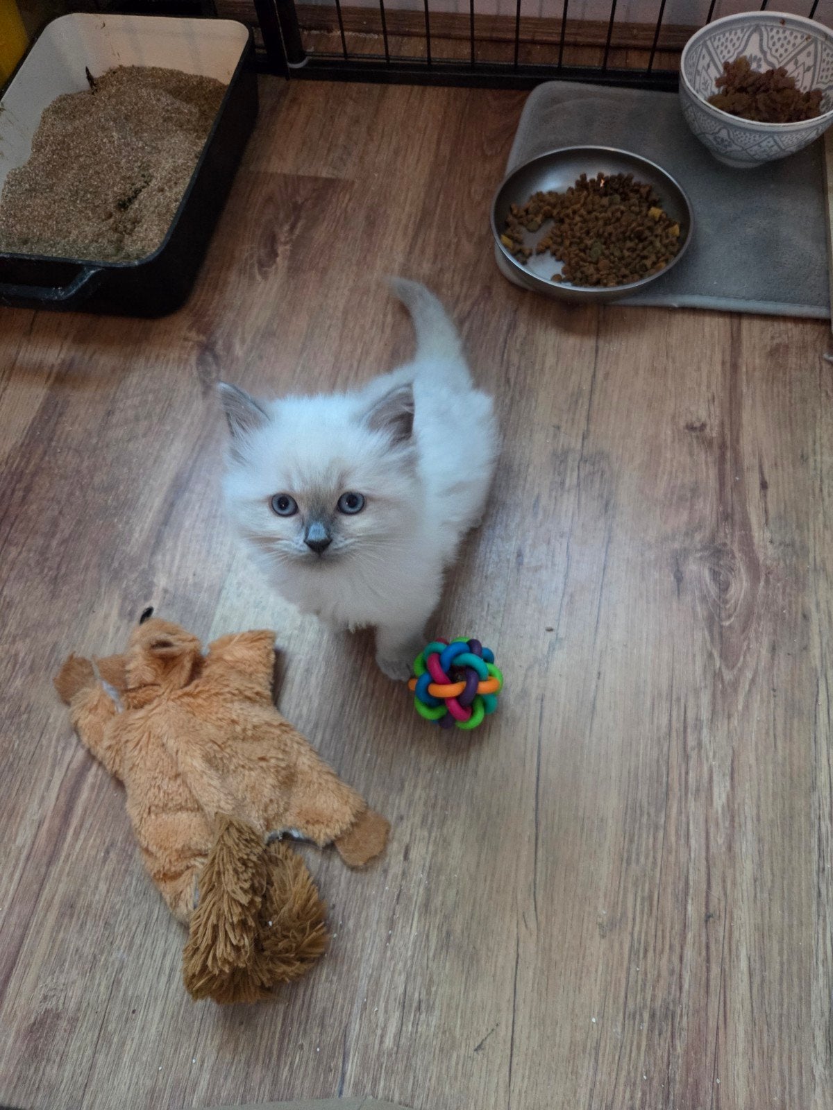 Prachtige, Ragdoll Kittens poesje is gereserveerd, Meerdere dieren, Ontwormd, 0 tot 2 jaar
