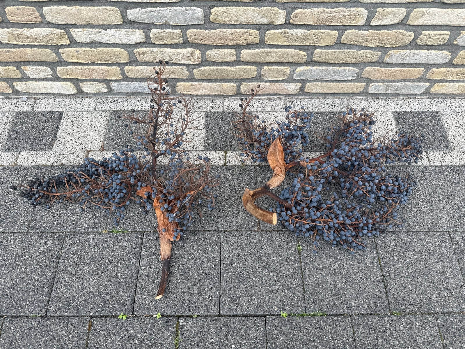 Dadeltakken, Ophalen, Gebruikt