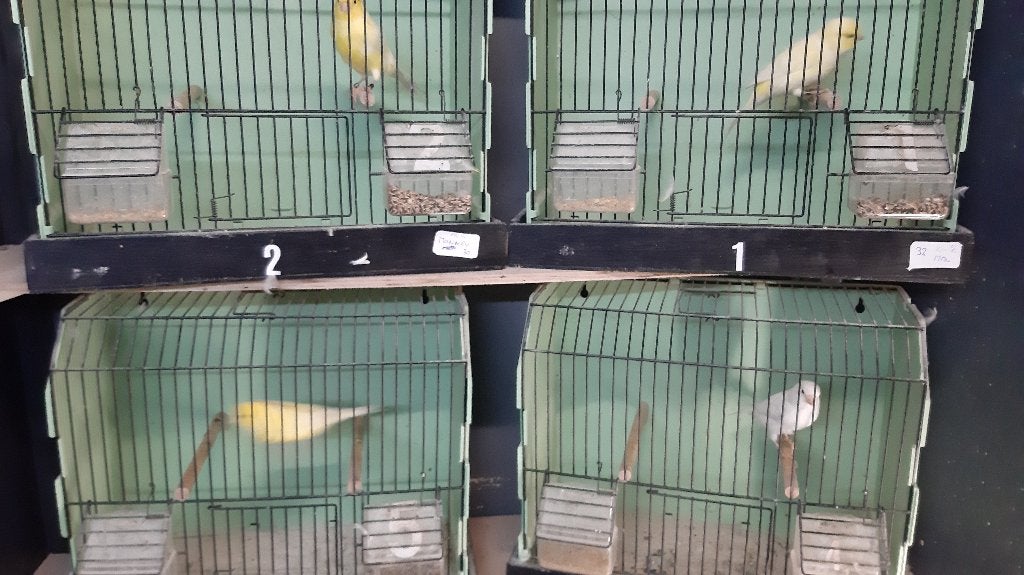 Kanaries, Dieren en Toebehoren, Mannelijk, Kleurkanarie