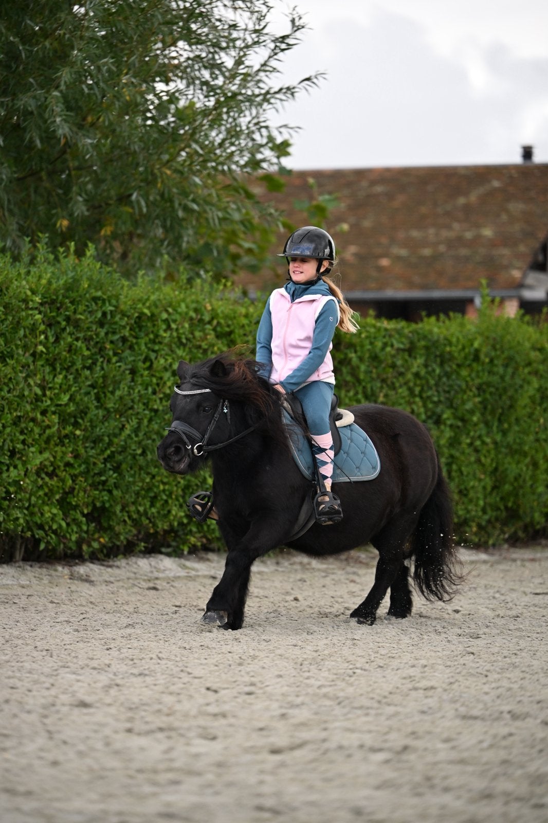 De allerknapste en liefste grote shetlander merrie, Merrie, Met stamboom, Zadelmak, A pony (tot 1.17m)