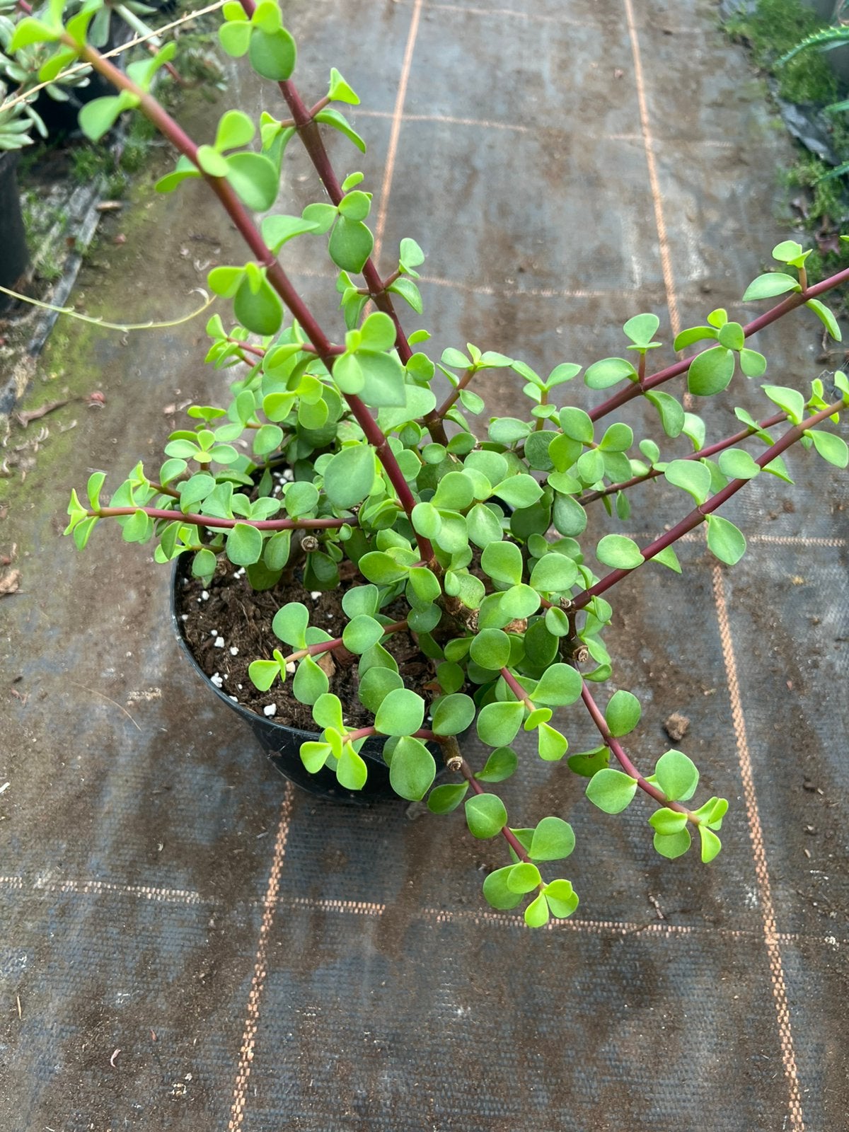 Portulacaria afra pot17, Ophalen of Verzenden, Halfschaduw, Minder dan 100 cm