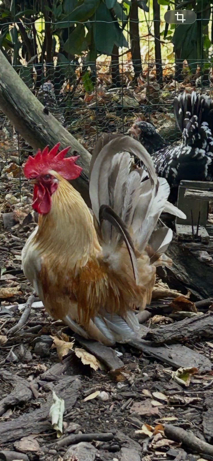 Chabo en Hollands Kriel haantjes. Tam, eten uit je hand., Dieren en Toebehoren, Mannelijk, Kip
