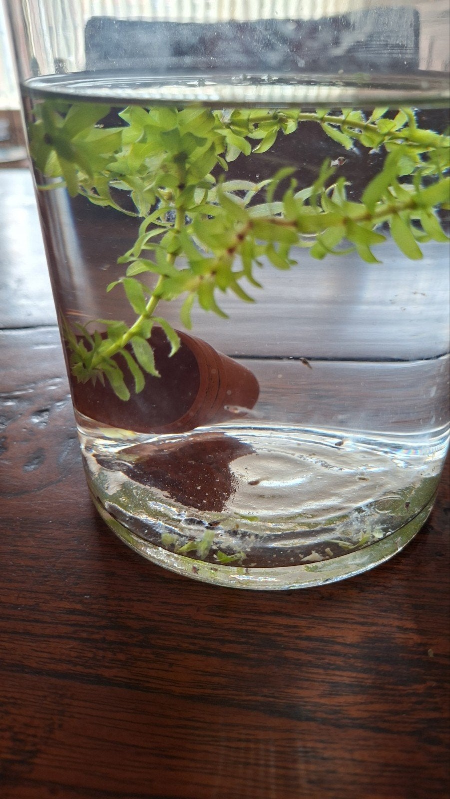 Guppies baby,s Gratis, Dieren en Toebehoren, Ophalen, Gevuld zoetwateraquarium