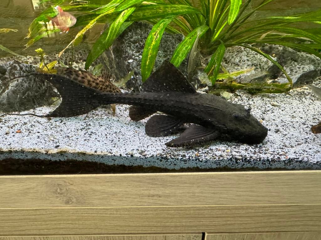Pleco L155 Adonis L-nummer volwassen, Vis, Zoetwatervis