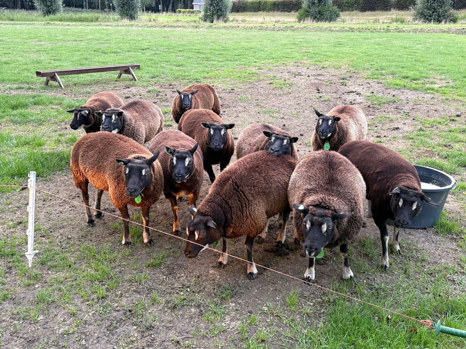 Te koop 11 stamboek dassenkop texelaar ooien, Dieren en Toebehoren, Schapen, Geiten en Varkens, Vrouwelijk, Schaap