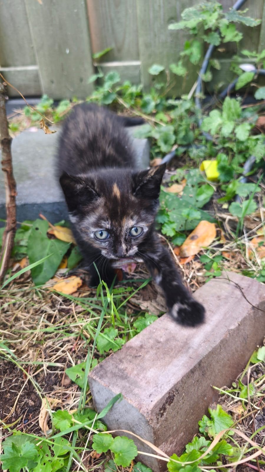 kittens te koop, Ophalen of Verzenden