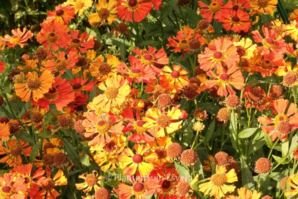 Zaden Helenium Little Orange, Ophalen of Verzenden, Volle zon