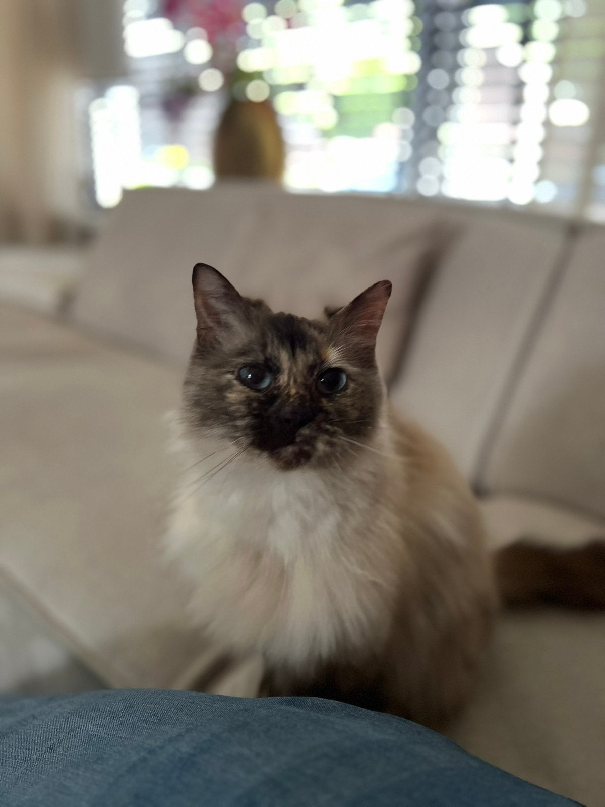 Ragdoll Roxy, Dieren en Toebehoren, Katten en Kittens | Raskatten | Langhaar, Poes, 6 jaar of ouder, Met stamboom