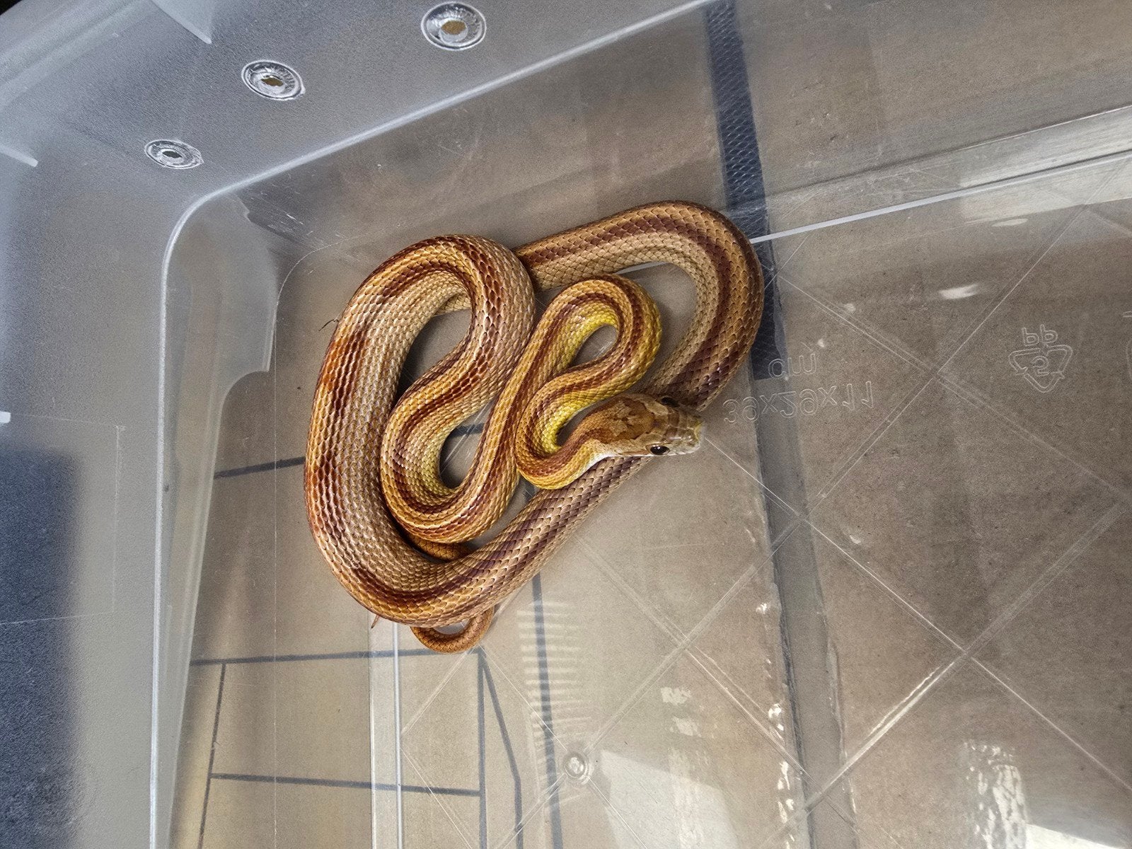 Prachtige rode rattenslang Stripe wildkleur (Pantherophis gu, Slang, 0 tot 2 jaar