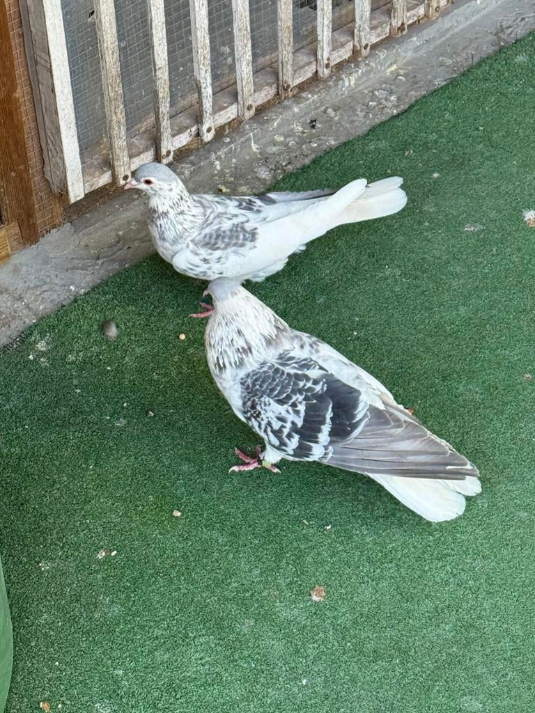 Duiven, Meerdere dieren, Overige soorten