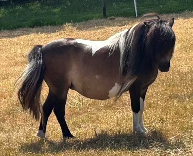 Shetlander Shetlandpony bont pony menpony, Dieren en Toebehoren, Merrie, Niet van toepassing, Gechipt, A pony (tot 1.17m)