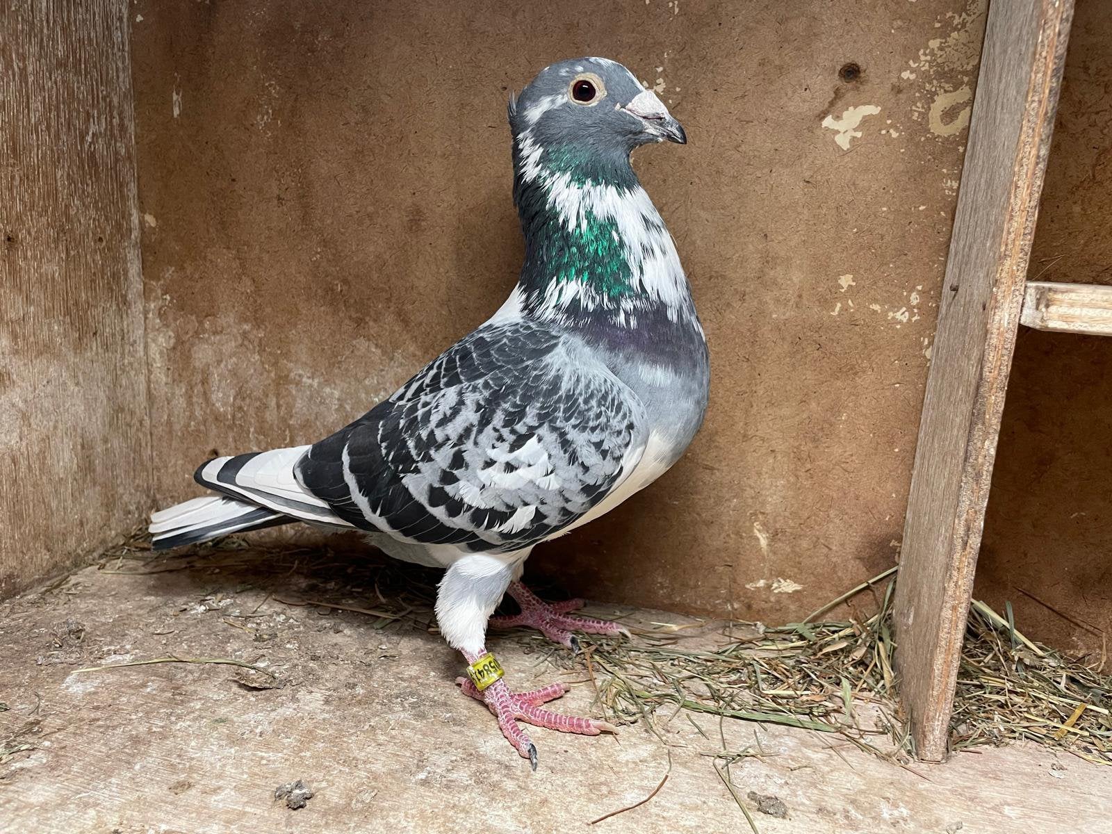 Aarden kuifpostduiven, Dieren en Toebehoren, Vogels | Duiven, Meerdere dieren, Overige soorten