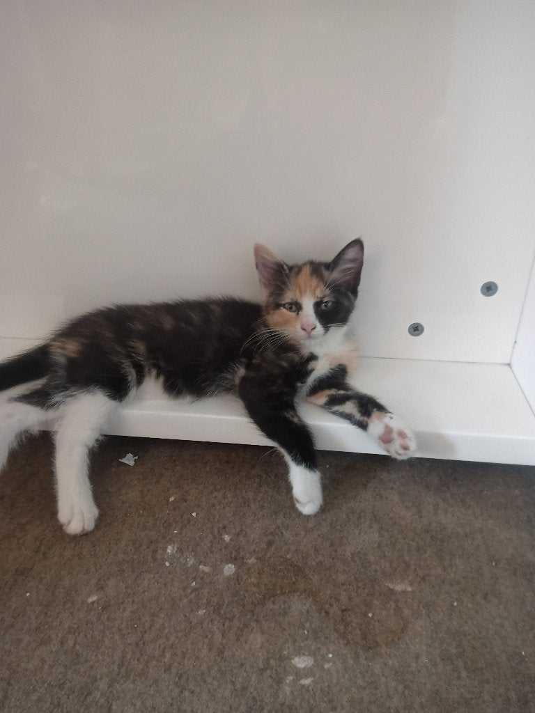 4 kittens Noorse boskat x europees korthaar, Meerdere dieren, Langharig, 0 tot 2 jaar