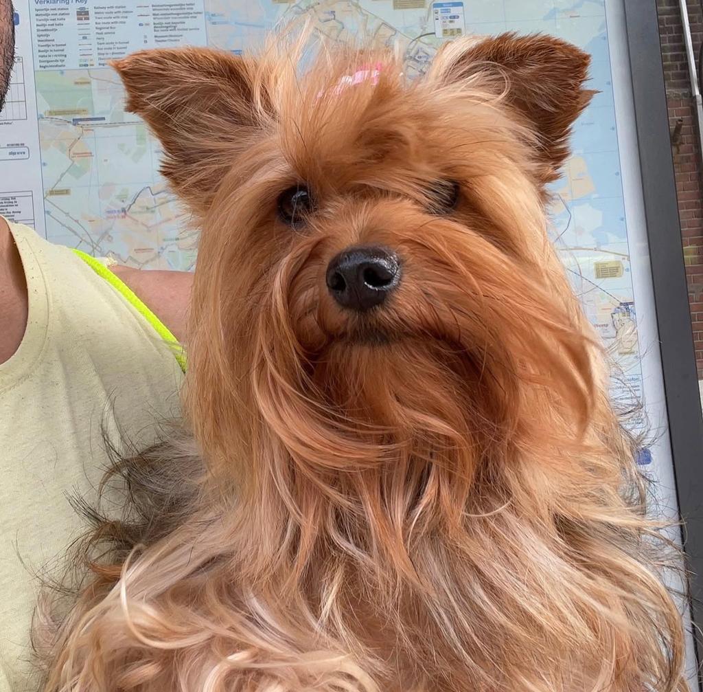 Yorkshire Terrier teef voor dekking in Amsterdam, 6 jaar of ouder, Teef, Parvo, Eén hond