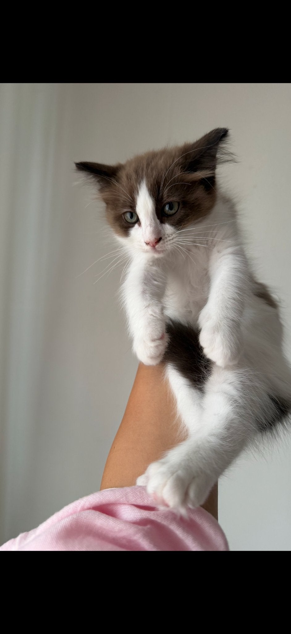 Ragdoll poesje, Poes