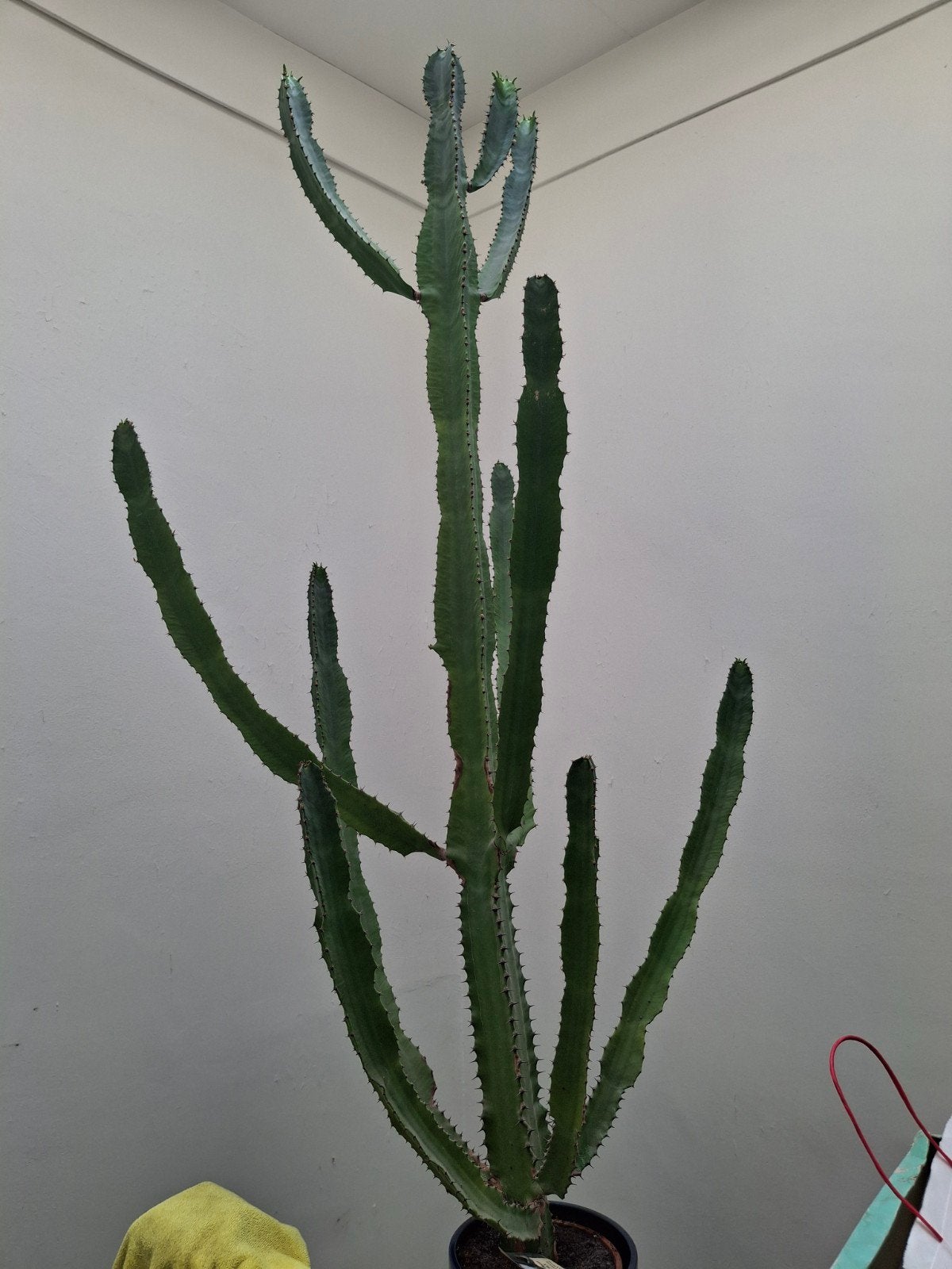 Euphorbia cactus, 1,50 meter, Huis en Inrichting, Ophalen, Halfschaduw, Cactus, 150 tot 200 cm