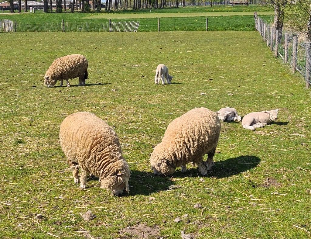 ryeland schapen, Meerdere dieren, Schaap