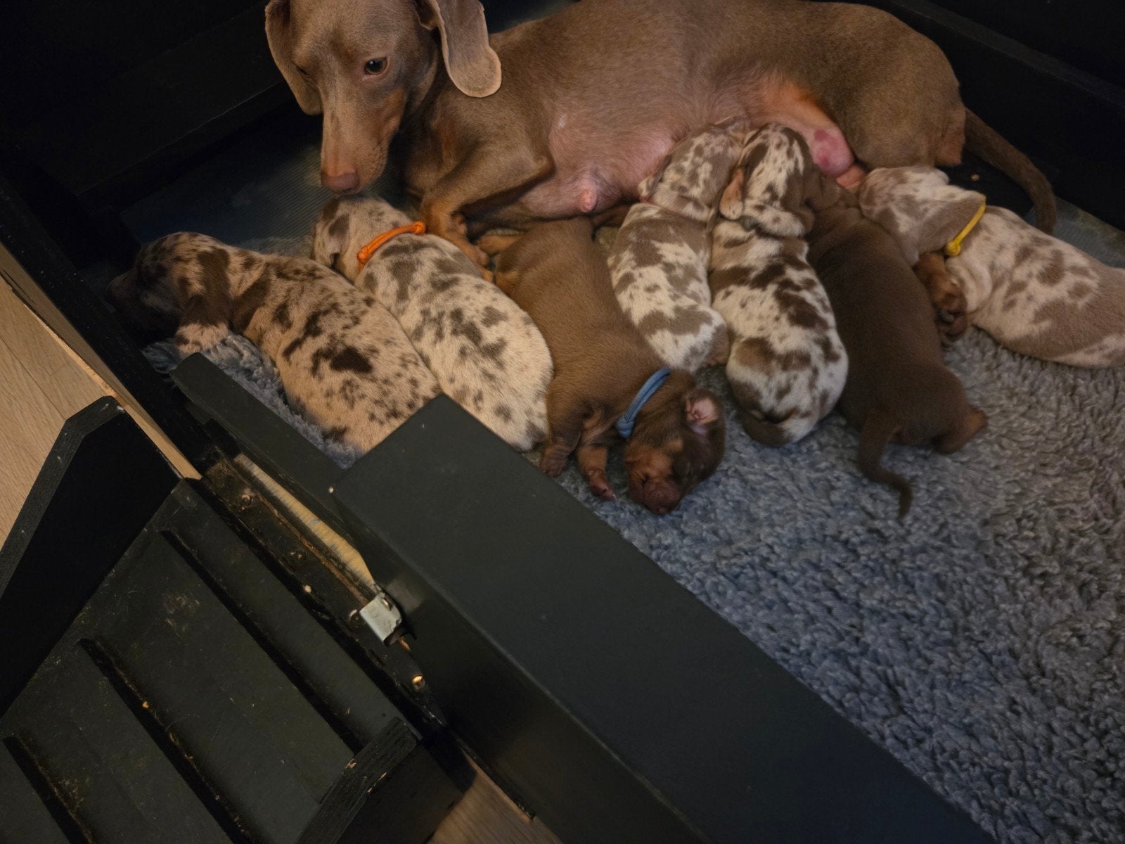 Dwerg teckel pups, 8 tot 15 weken, Korthaar, Dwerg, Meerdere