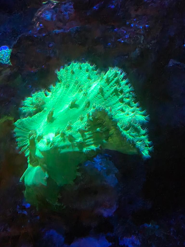 Neon kroepoek koraal (fel neon), Dieren en Toebehoren, Overige typen